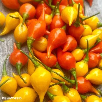Biquinho Mix Chilli Pepper Seeds