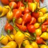 Biquinho Mix Chilli Pepper Seeds