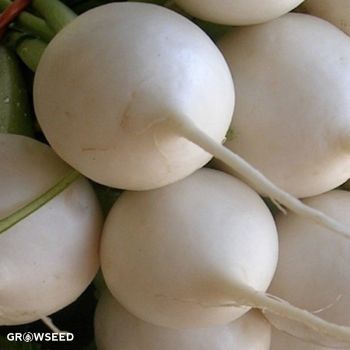 Tokyo Cross F1 Turnip Seeds