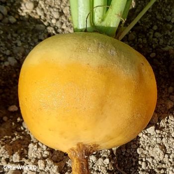 Goldana Turnip Seeds