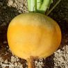 Goldana Turnip Seeds