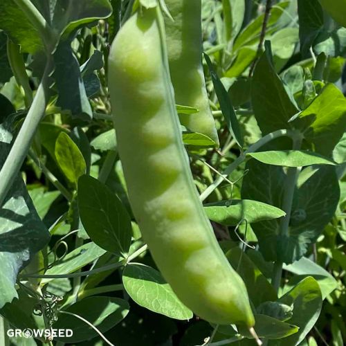 Jubilee Pea Seeds