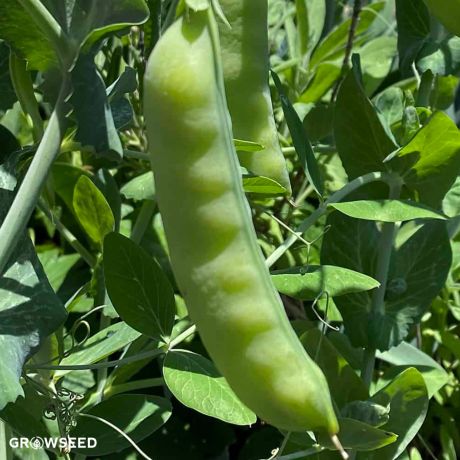 Jubilee Pea Seeds