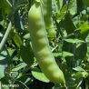 Jubilee Pea Seeds
