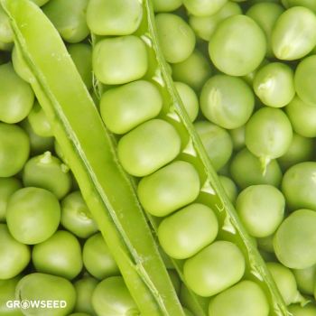 Petit Provencal Pea Seeds
