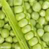 Petit Provencal Pea Seeds
