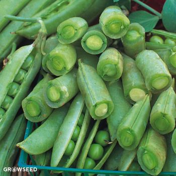 Sugar Snap Pea Seeds