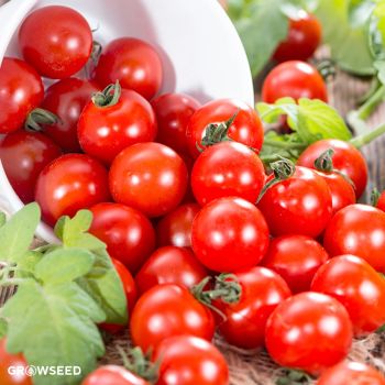 Rubinka Tomato Seeds