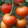 Fandango F1 Tomato Seeds