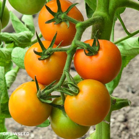 Merrygold F1 Tomato Seed