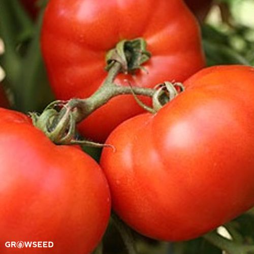 Knockout F1 Tomato Seeds