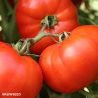Knockout F1 Tomato Seeds