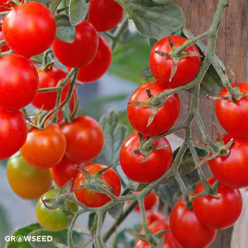 Crokini F1 Tomato Seeds