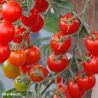 Crokini F1 Tomato Seeds
