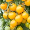 Goldwin F1 Tomato Seeds