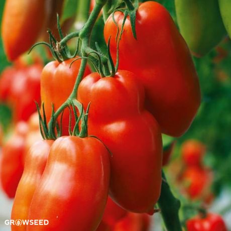 Bellandine F1 Tomato Seeds