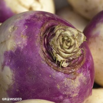 Invitation Swede Seeds