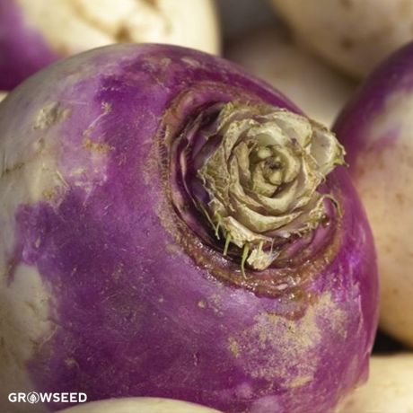 Invitation Swede Seeds