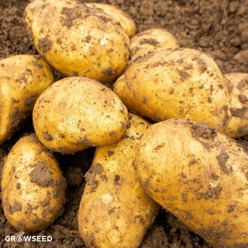 Charlotte 2Kg Seed Potatoes