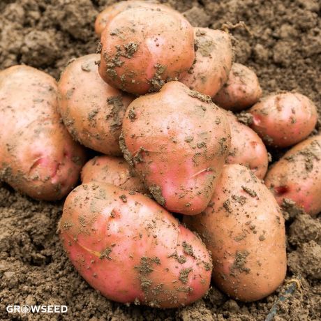 Desiree 2Kg Seed Potatoes