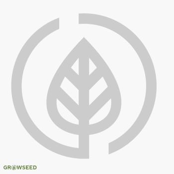 Green Manure Winter Tares