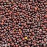 Green Manure Mustard, Brown