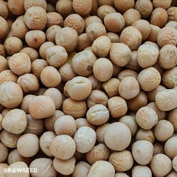 Green Manure Forage Pea