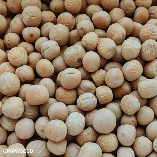 Green Manure Forage Pea