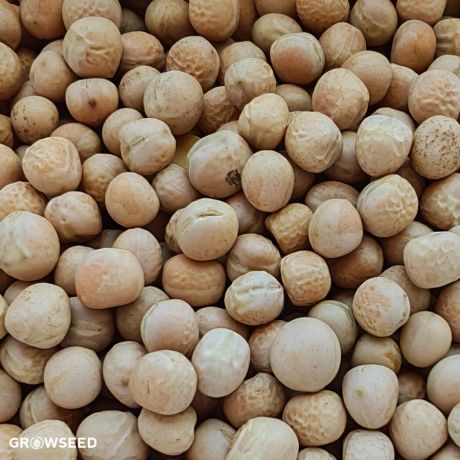 Green Manure Forage Pea