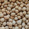 Green Manure Forage Pea