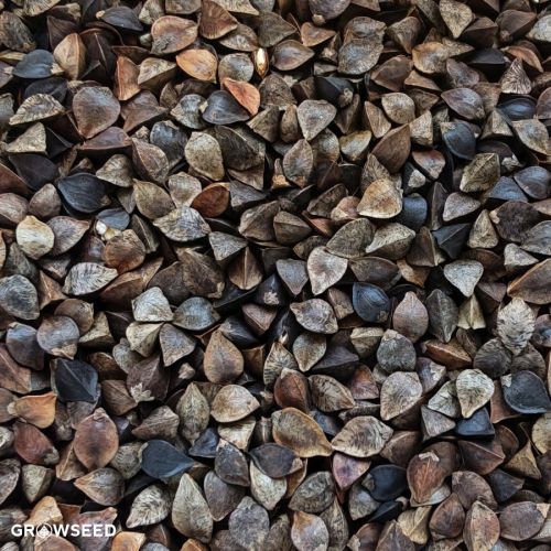 Green Manure Buckwheat