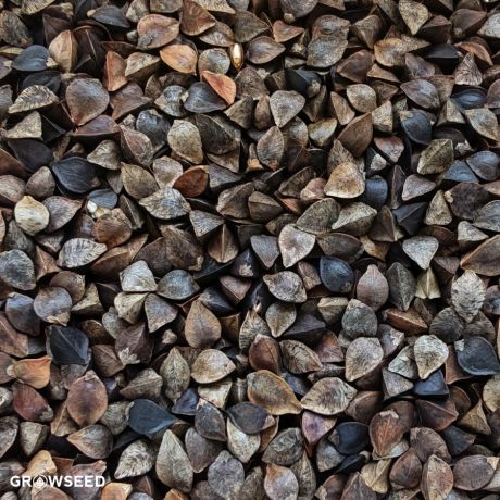 Green Manure Buckwheat
