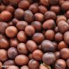 Green Manure Field Bean