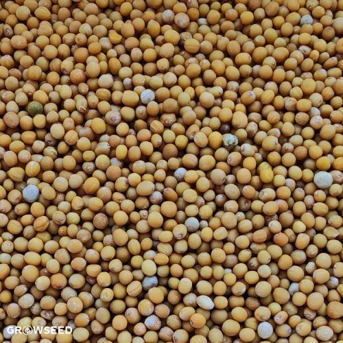 Green Manure Mustard White