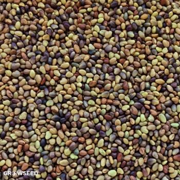 Green Manure Red Clover
