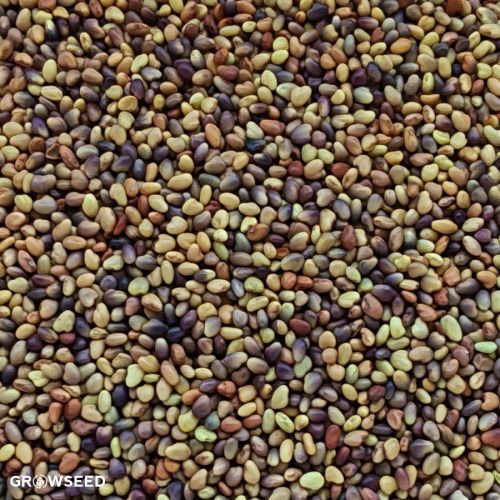 Green Manure Red Clover