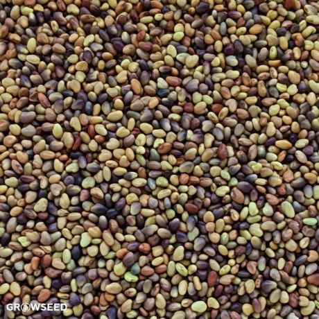 Green Manure Red Clover
