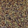 Green Manure Red Clover