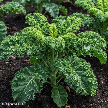 Kadet Curly Kale Seeds