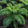 Kadet Curly Kale Seeds