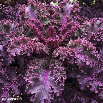Scarlet Kale Seeds