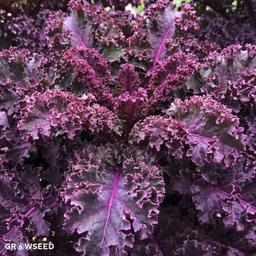 Scarlet Kale Seeds