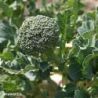 Green Sprouting Organic Broccoli Seeds