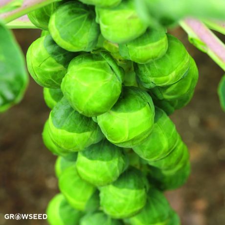 Crispus F1 Brussels Sprout Seeds