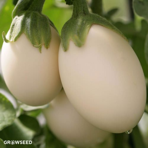 Ivory F1 Aubergine Seeds