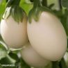 Ivory F1 Aubergine Seeds