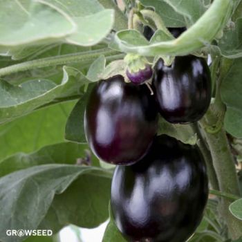 Jackpot Aubergine Seeds