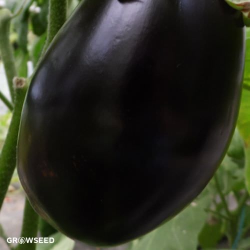 Bonica F1 Aubergine Seeds