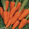 Short N Sweet Carrot Seed