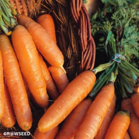 Amsterdam Forcing Carrot Seeds